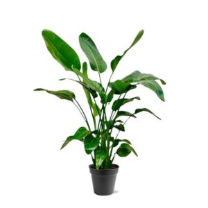 Strelitzia Nicolai - 140 - 150cm - Ø19