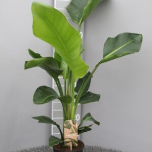 Strelitzia Nicolai P17 2pp - Ø17cm - ↕70cm
