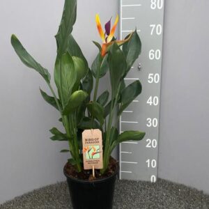 Strelitzia Reginae P21 Met Kunstbloem - Ø21cm - ↕75cm